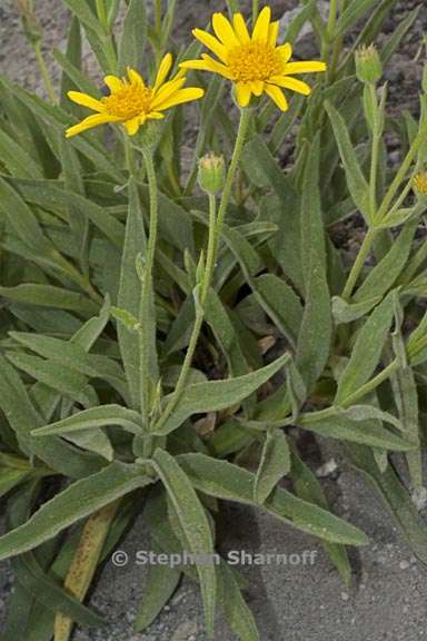 arnica longifolia 1 graphic